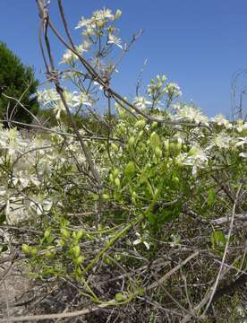 Plancia ëd Clematis flammula L.