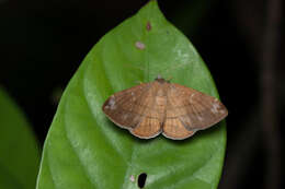 Image of Taviodes fulvescens Hampson 1926