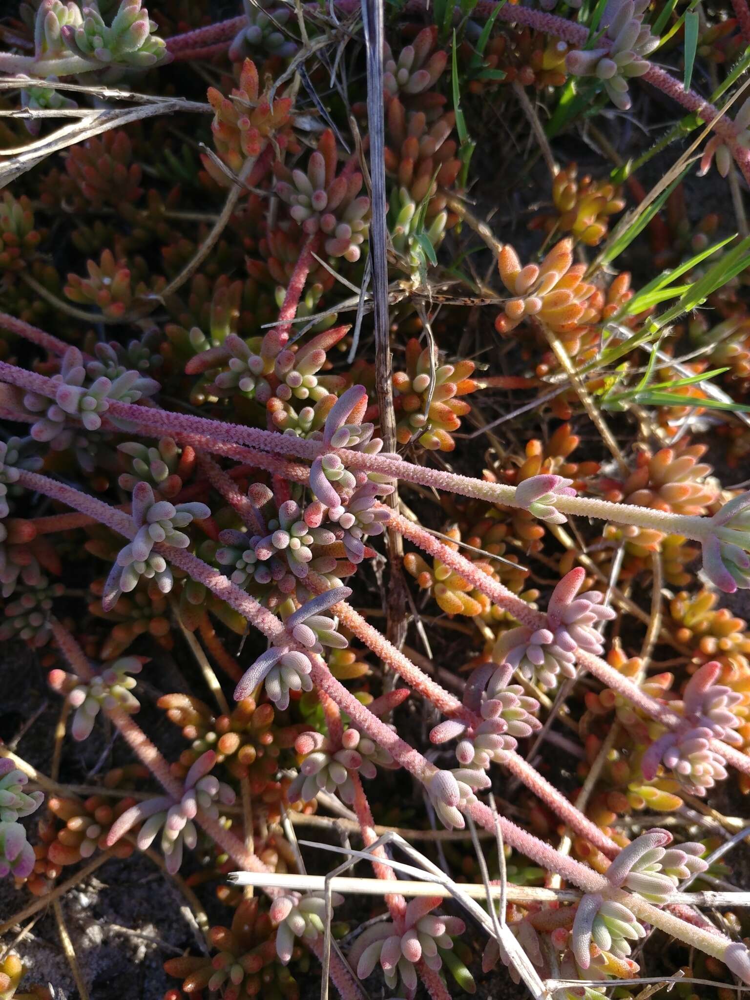 Image of Mesembryanthemum canaliculatum Haw.