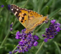 Image of Vanessa cardui