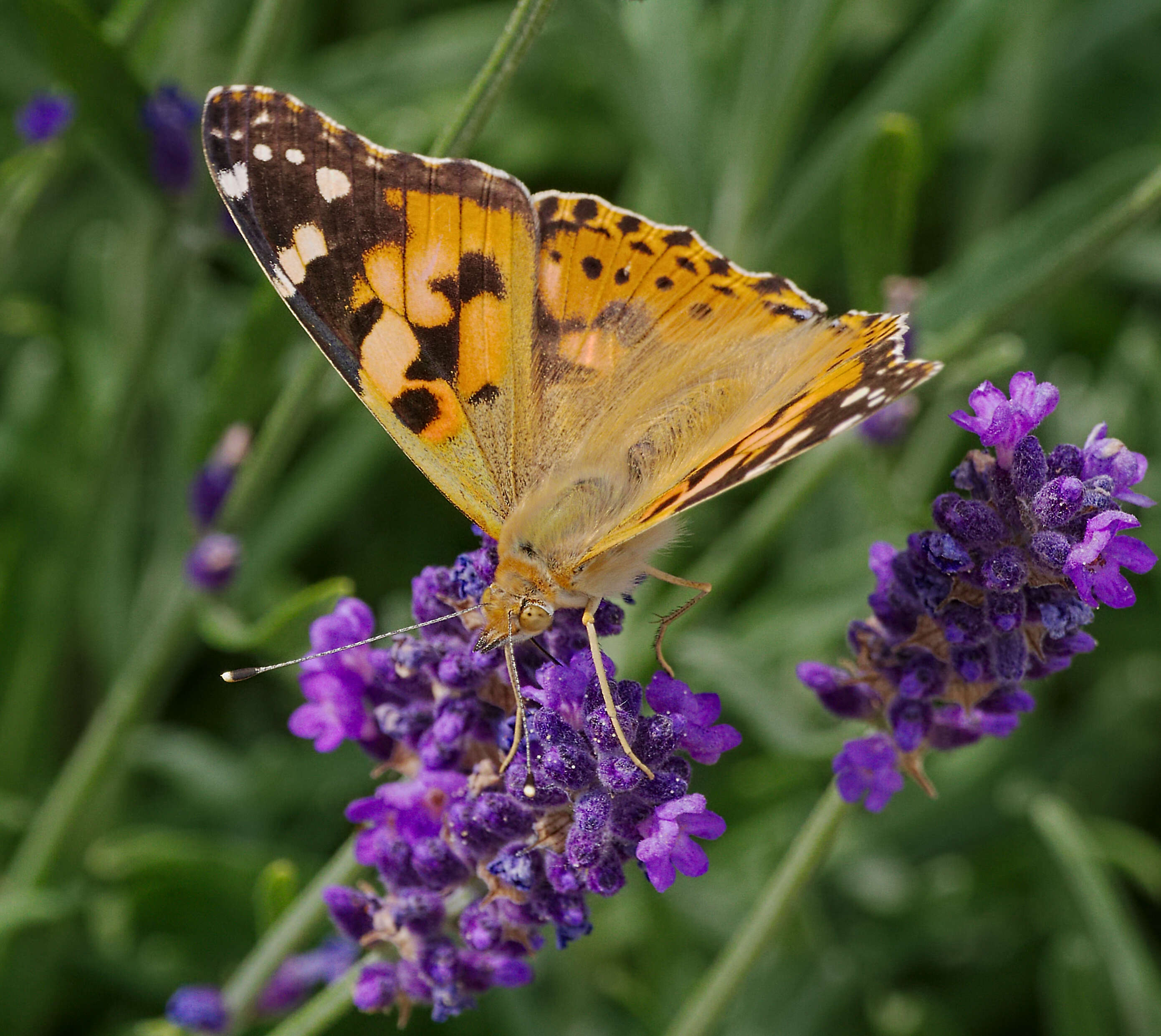 Image of Vanessa cardui