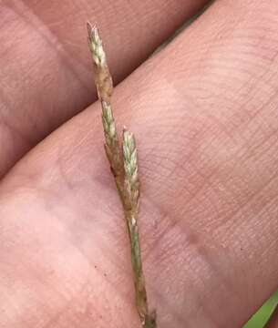 Sivun Eragrostis gangetica (Roxb.) Steud. kuva