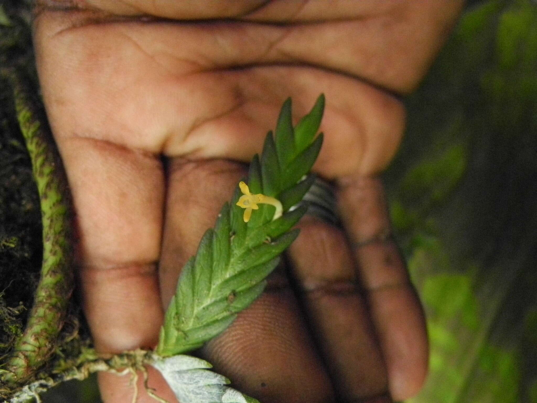 Image of Angraecum podochiloides Schltr.