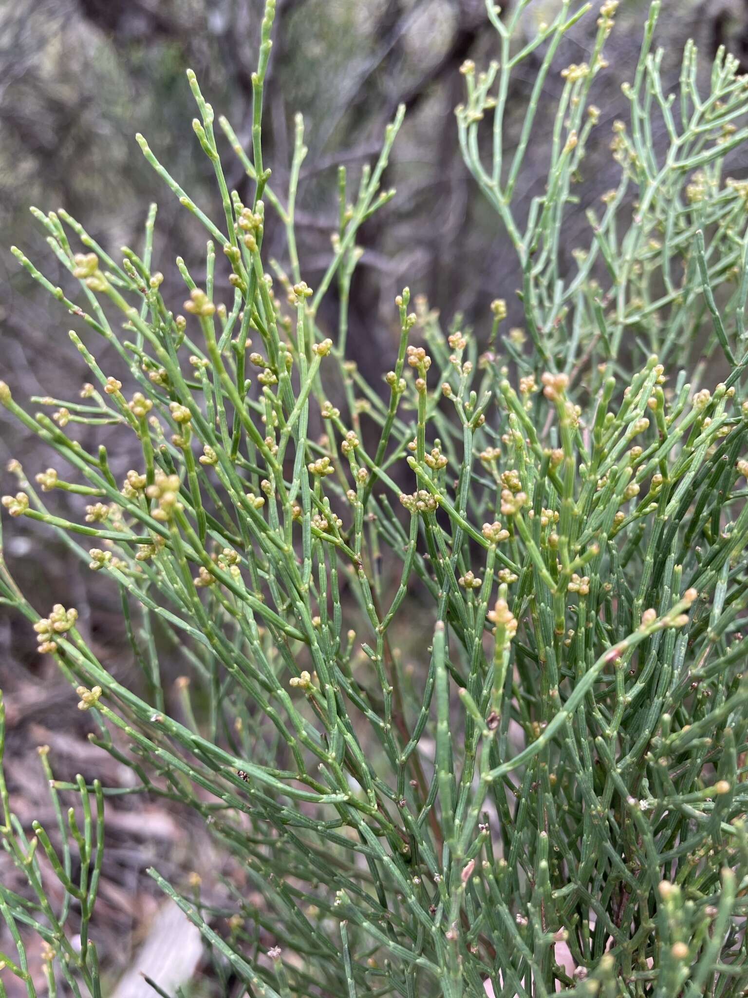 Image of Illawarra Cypress-pine