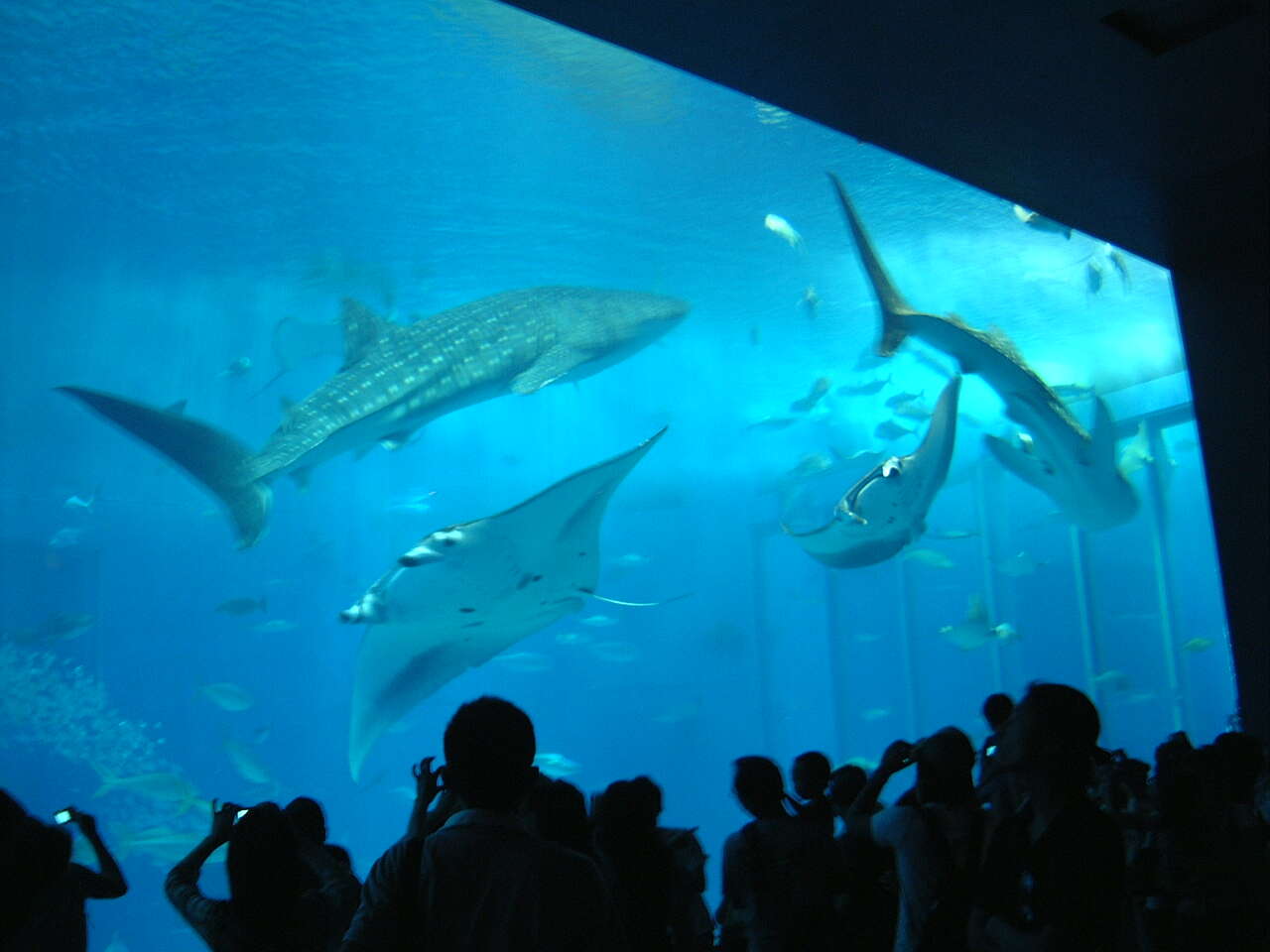 Image of whale sharks