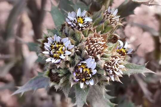 Image of Perezia multiflora subsp. multiflora