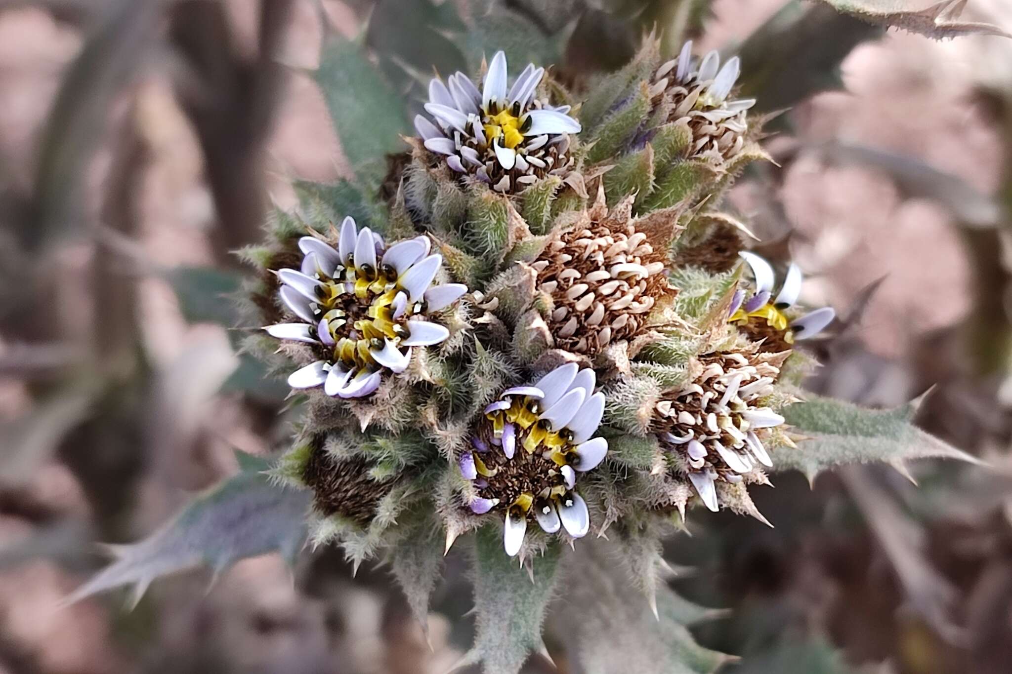 Image of Perezia multiflora subsp. multiflora