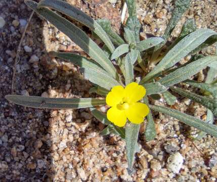 Image of paleyellow suncup