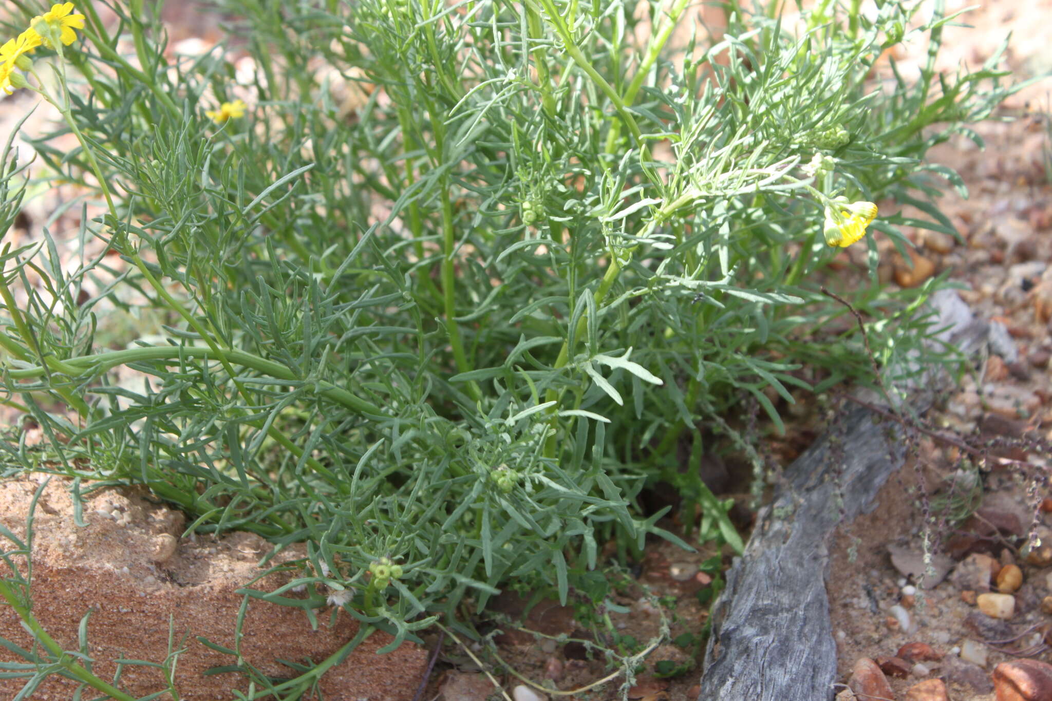 Plancia ëd Senecio brigalowensis I. Thomps.