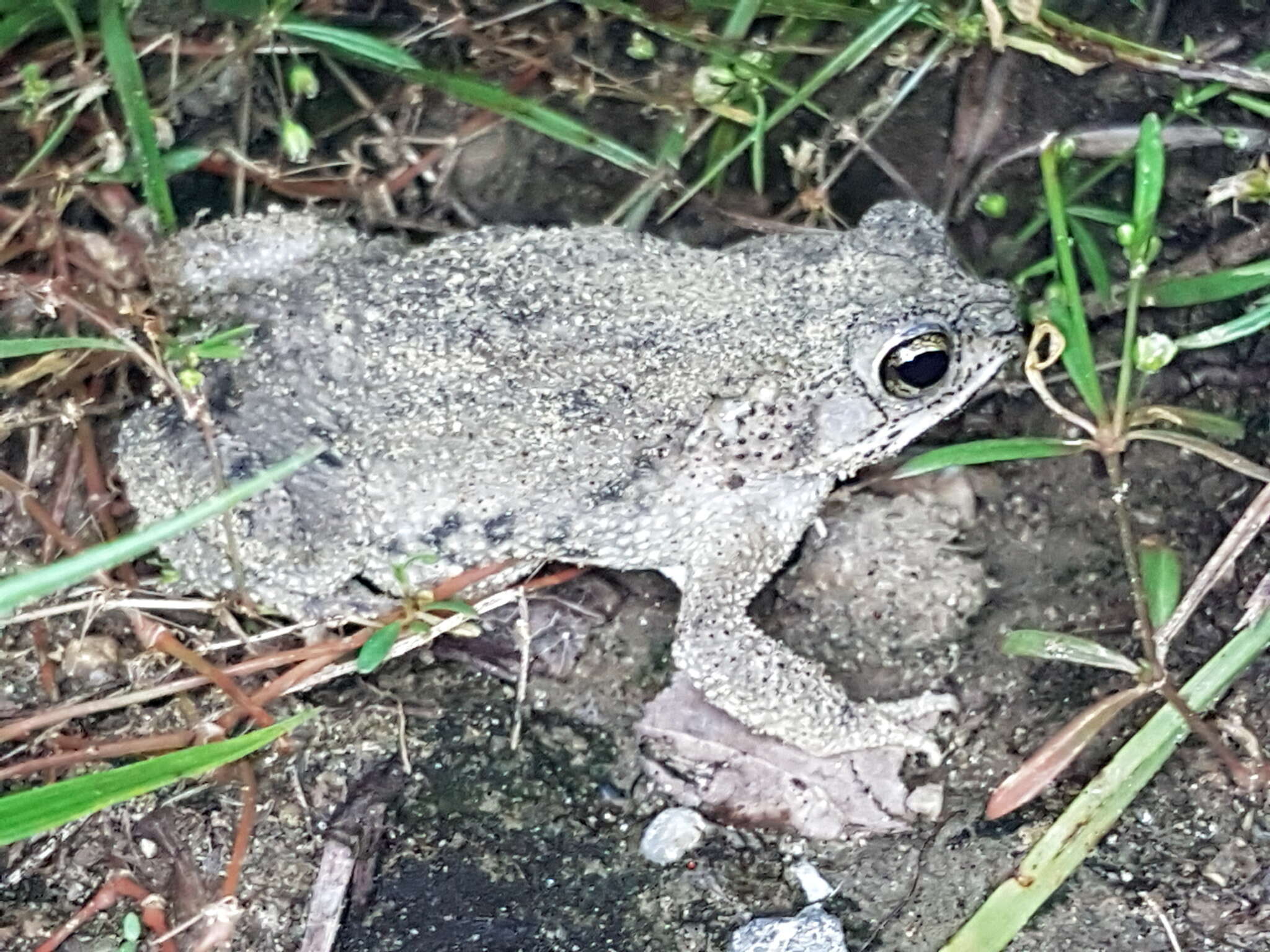 Imagem de Rhinella humboldti (Gallardo 1965)