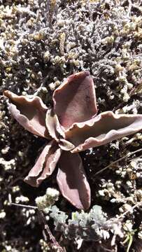 Image of Thompsonella minutiflora (Rose) Britton & Rose