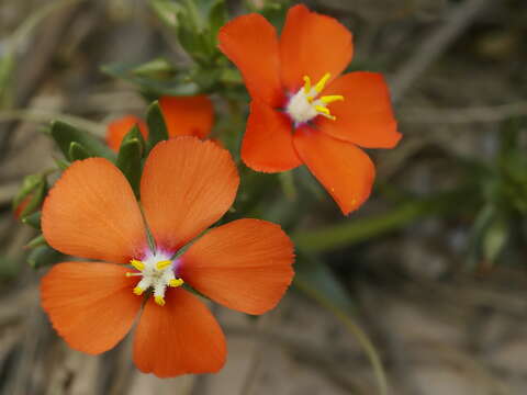 Image of Scarlet pimpernel