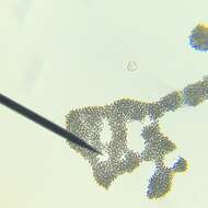 <i>Microcystis <i>aeruginosa</i></i> subsp. aeruginosa的圖片