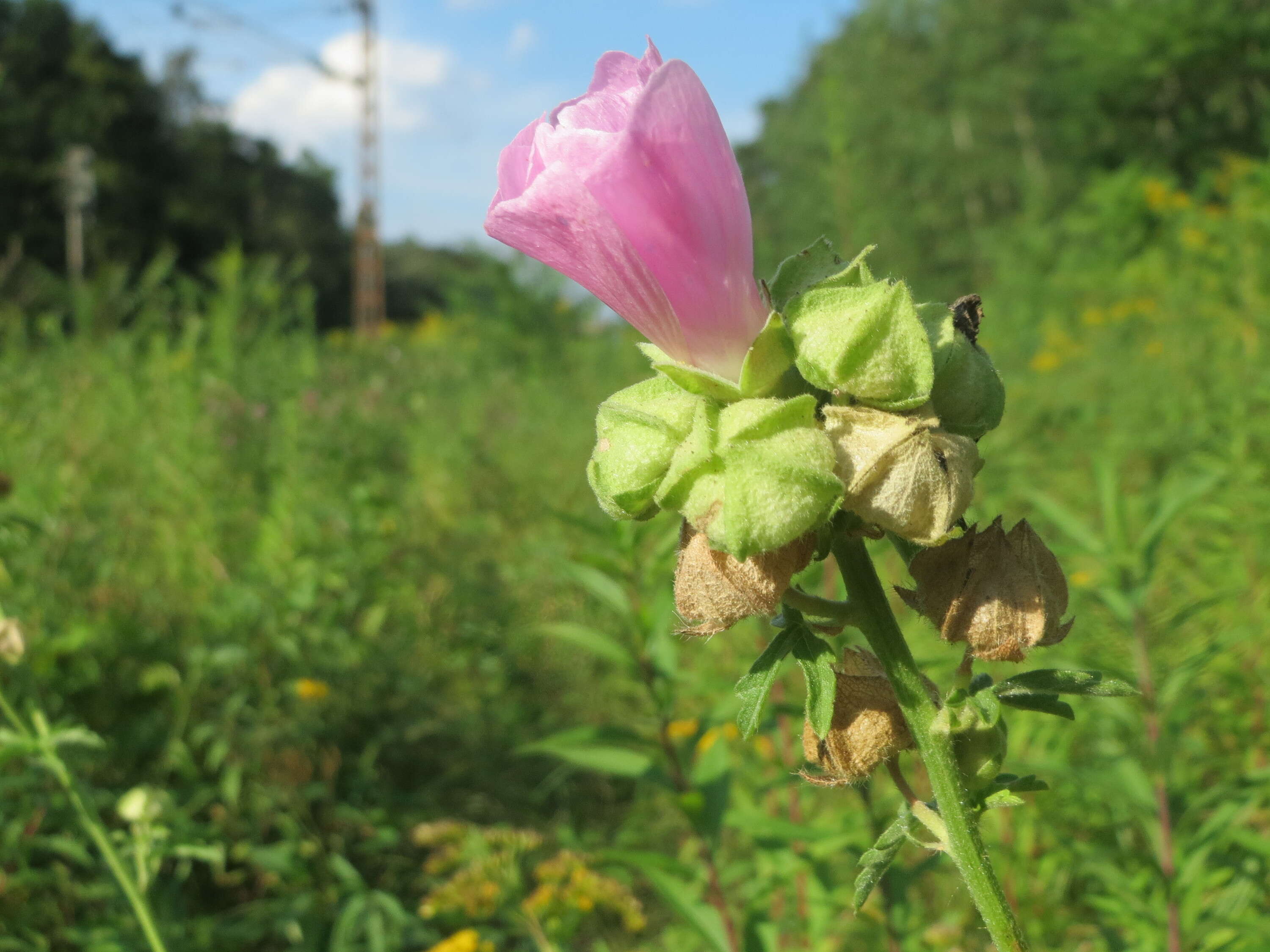 Image of european mallow