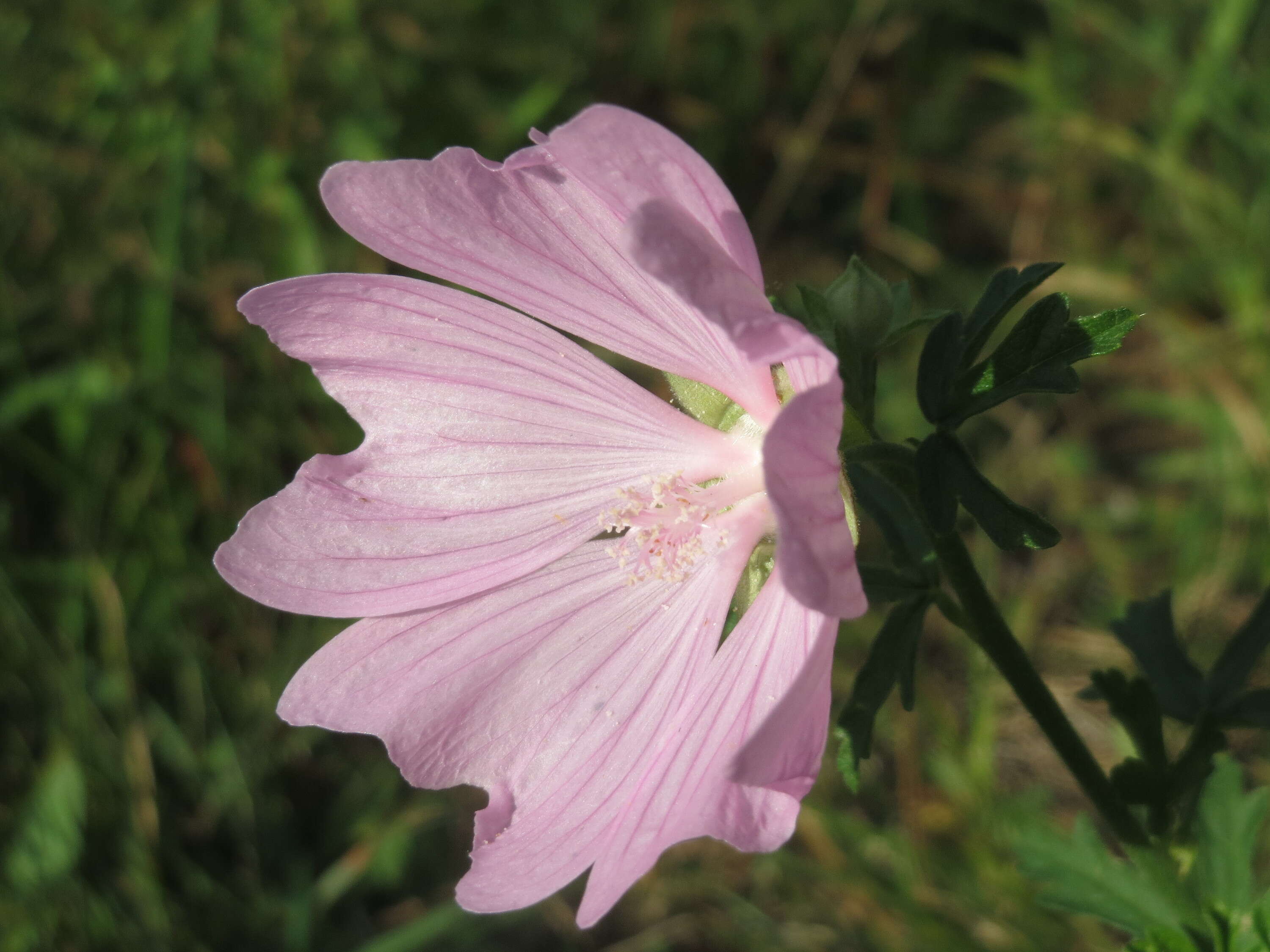 Image of european mallow