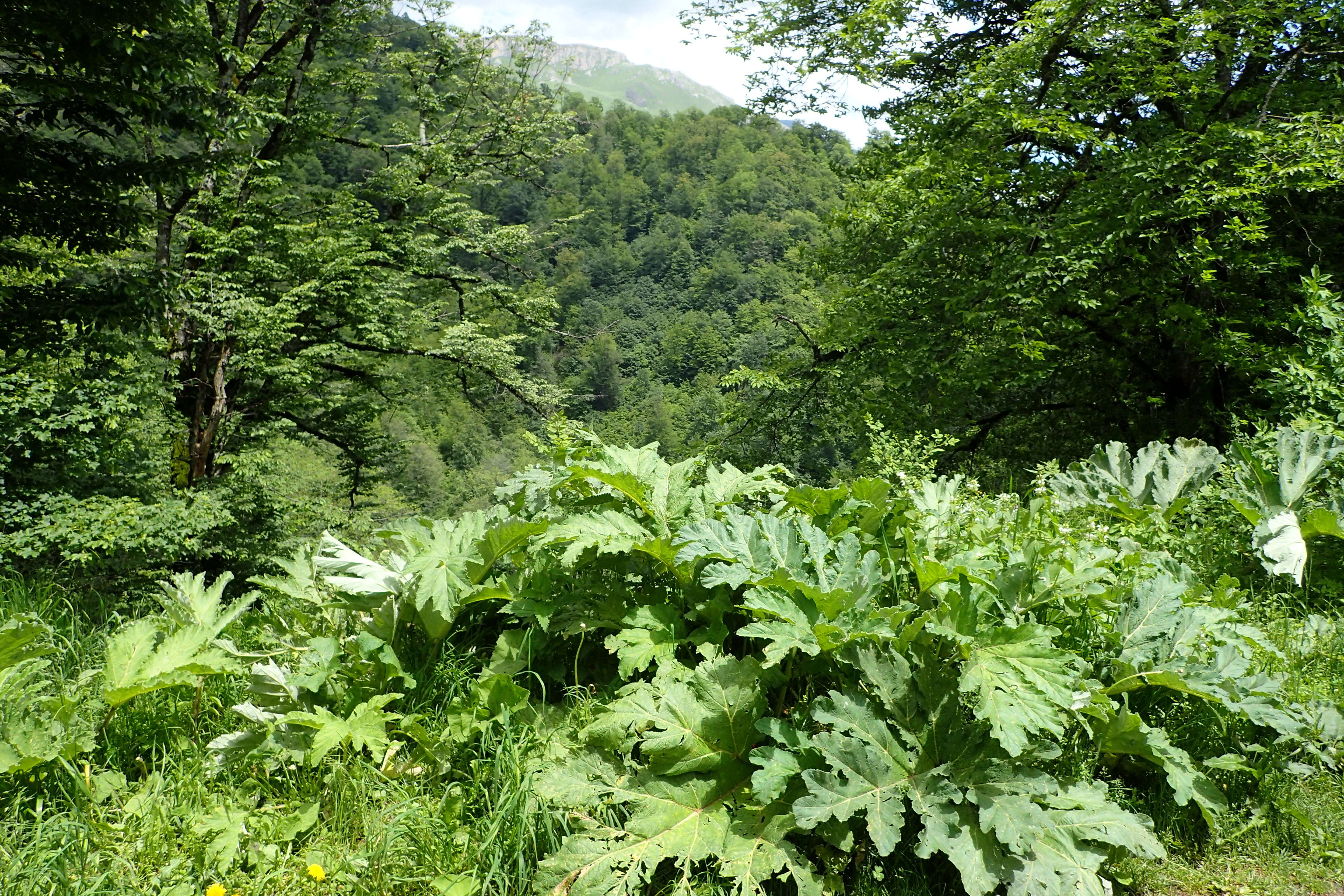 Imagem de Heracleum sosnowskyi Manden.