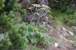 Image of Heracleum sphondylium subsp. pyrenaicum (Lam.) Bonnier & Layens
