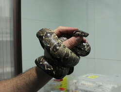 Boa constrictor Linnaeus 1758 resmi