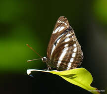 Image of Neptis leucoporus cresina