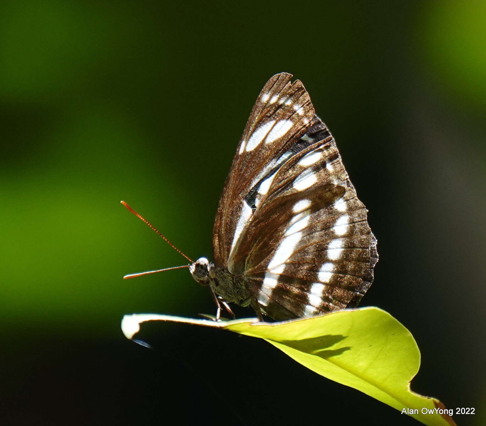 Image of Neptis leucoporus cresina