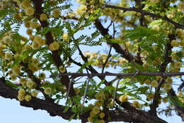 Imagem de Vachellia robusta (Burch.) Kyal. & Boatwr.