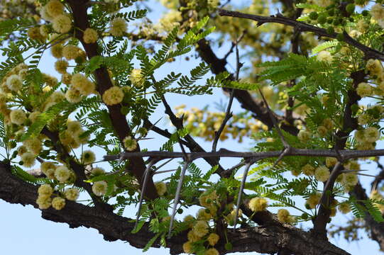 Image of Vachellia robusta (Burch.) Kyal. & Boatwr.