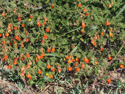 Image of Hermannia diffusa L. fil.