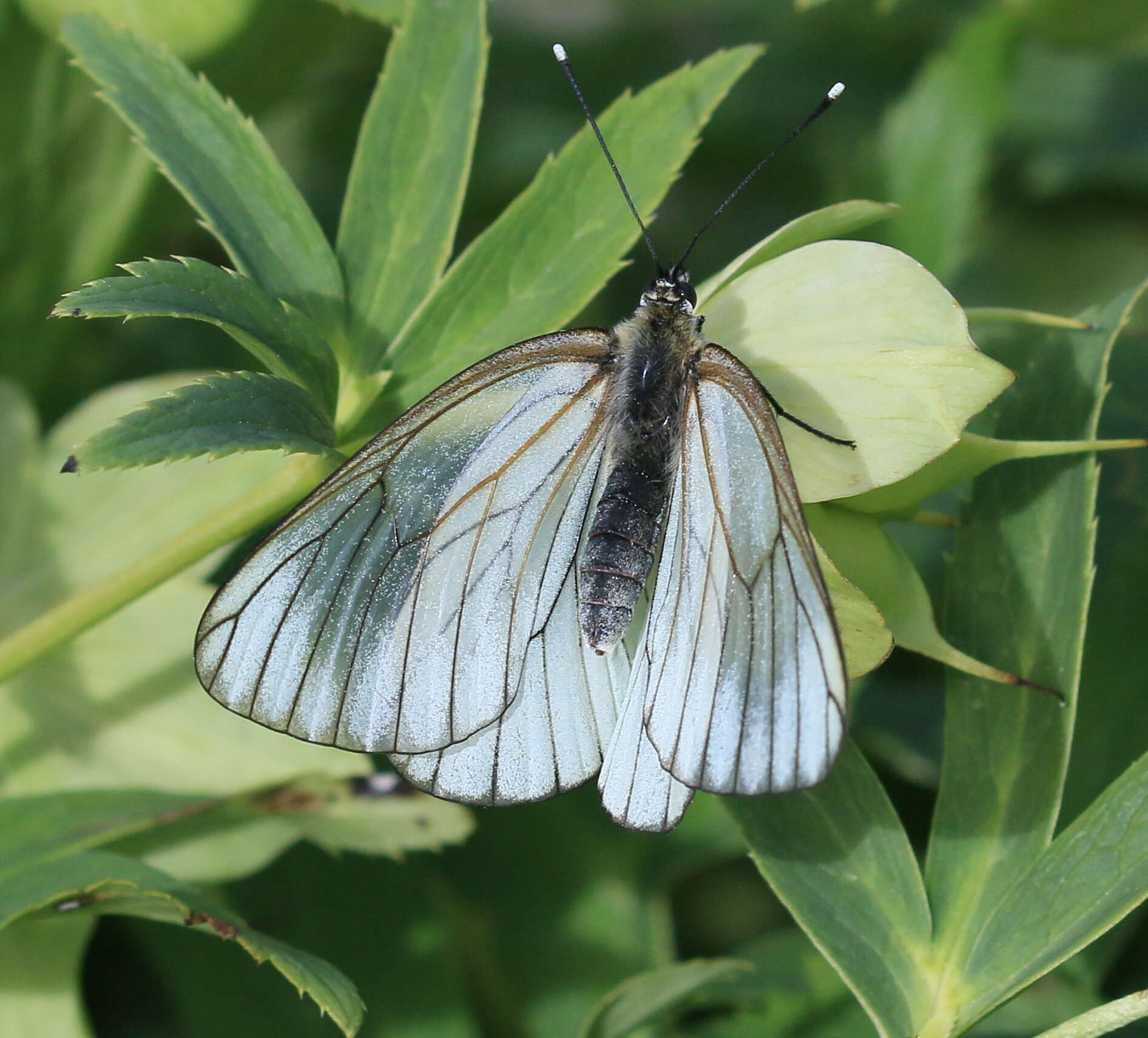 Image of Black-veined White