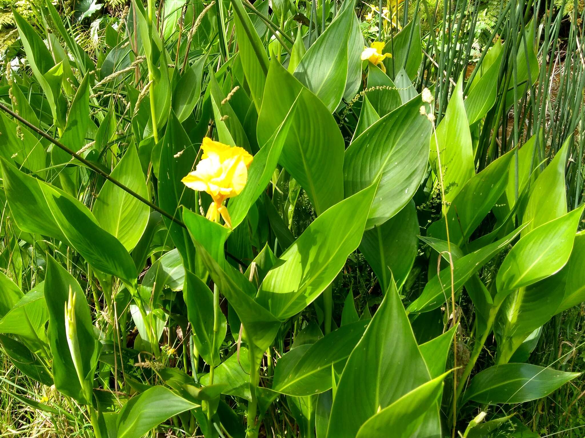 Image of bandanna of the Everglades