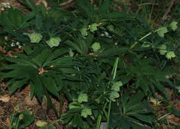 Image of Stinking Hellebore