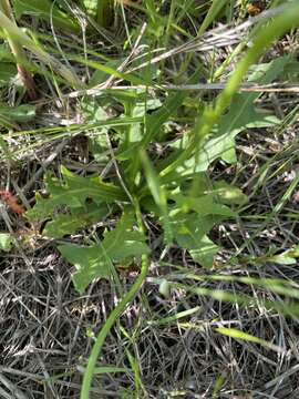 Image of tuberous desert-chicory