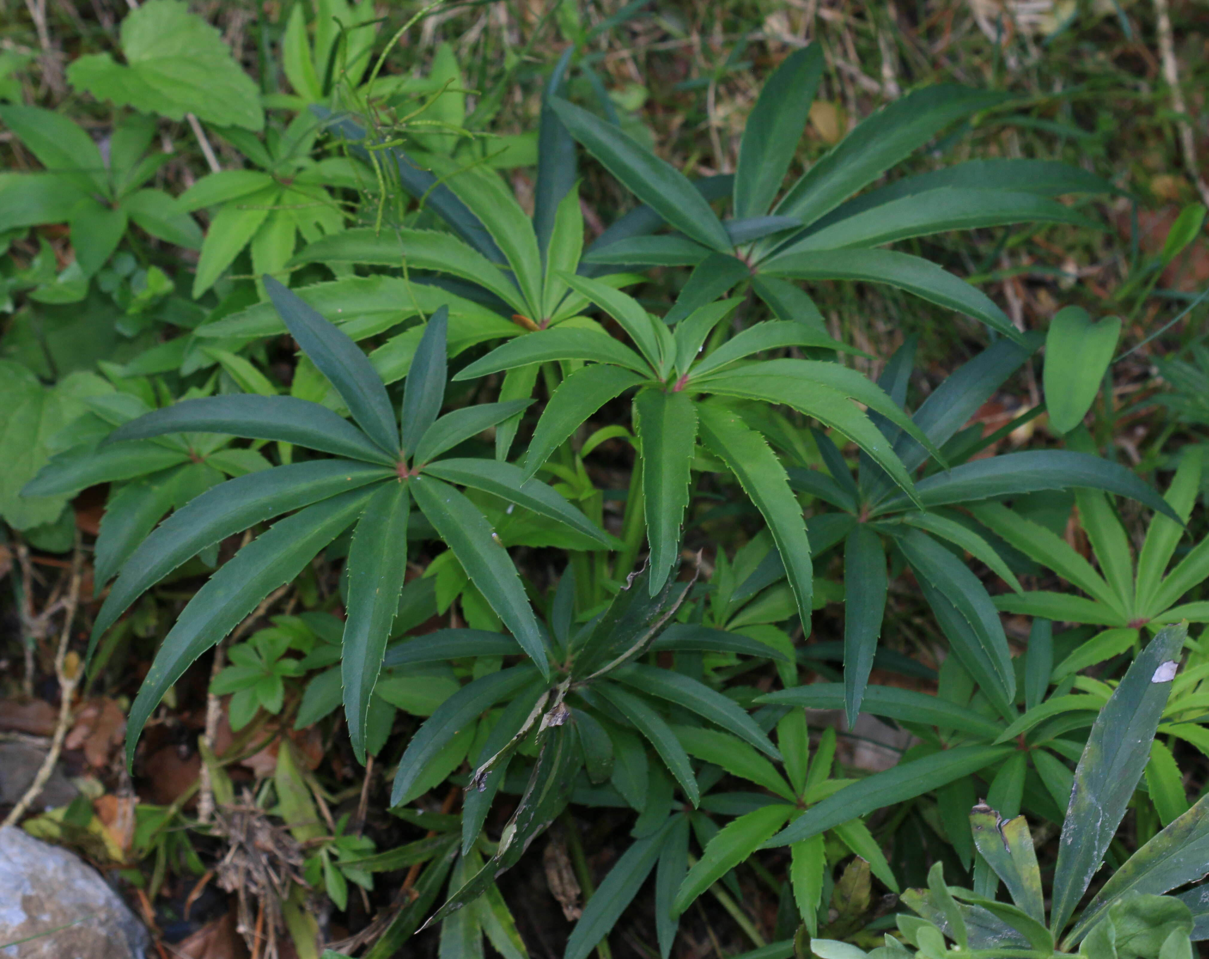 Image of Stinking Hellebore