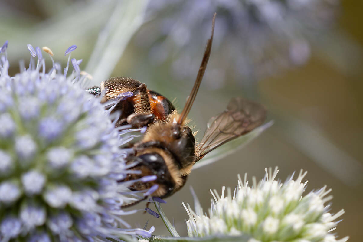 Plancia ëd Andrena rosae Panzer 1801