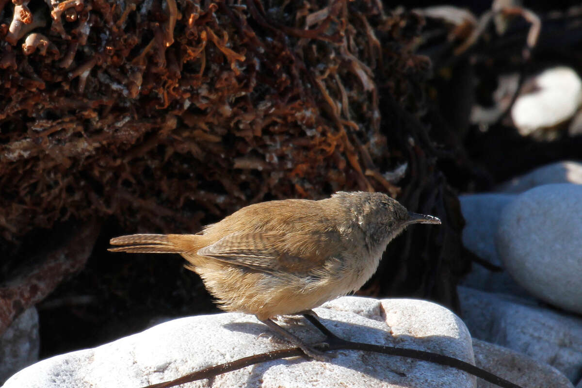 Troglodytes cobbi Chubb & C 1909 resmi