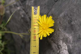 Image of smallflower oxtongue