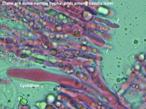 صورة Radulomyces