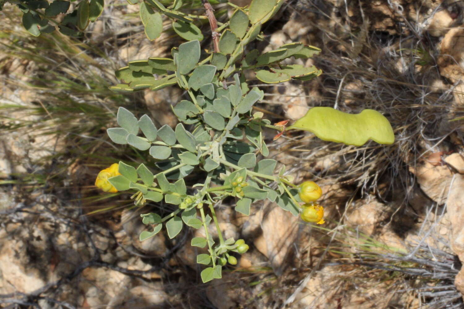 Image of Burnt-leaved Acacia