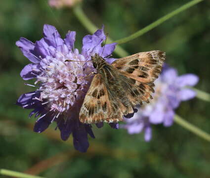 Image of Mallow Skipper