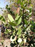 Image of Round-leaved Poison-bush