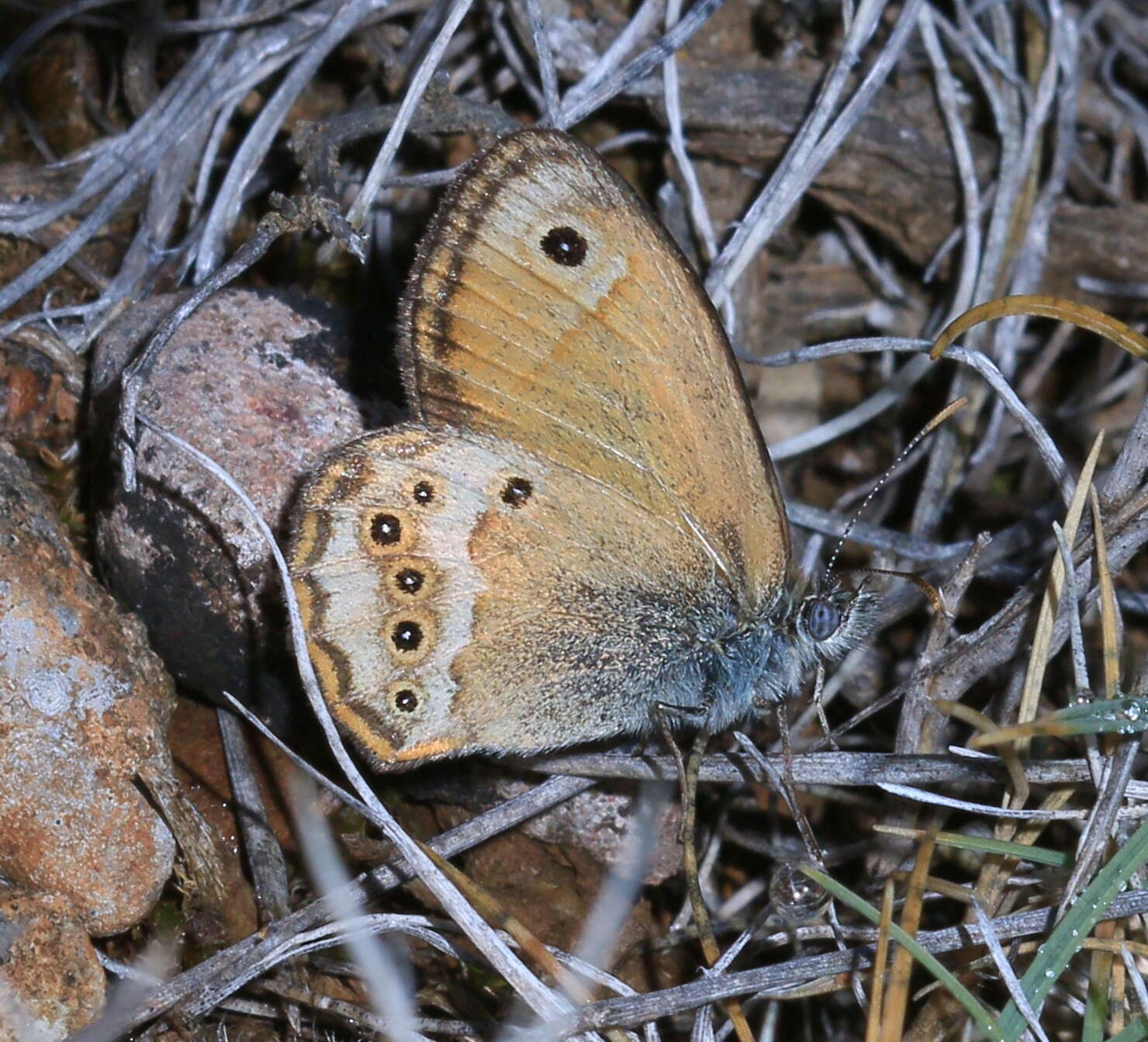 Image of Coenonympha dorus Esper 1782