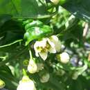 Capsicum flexuosum Sendtn.的圖片