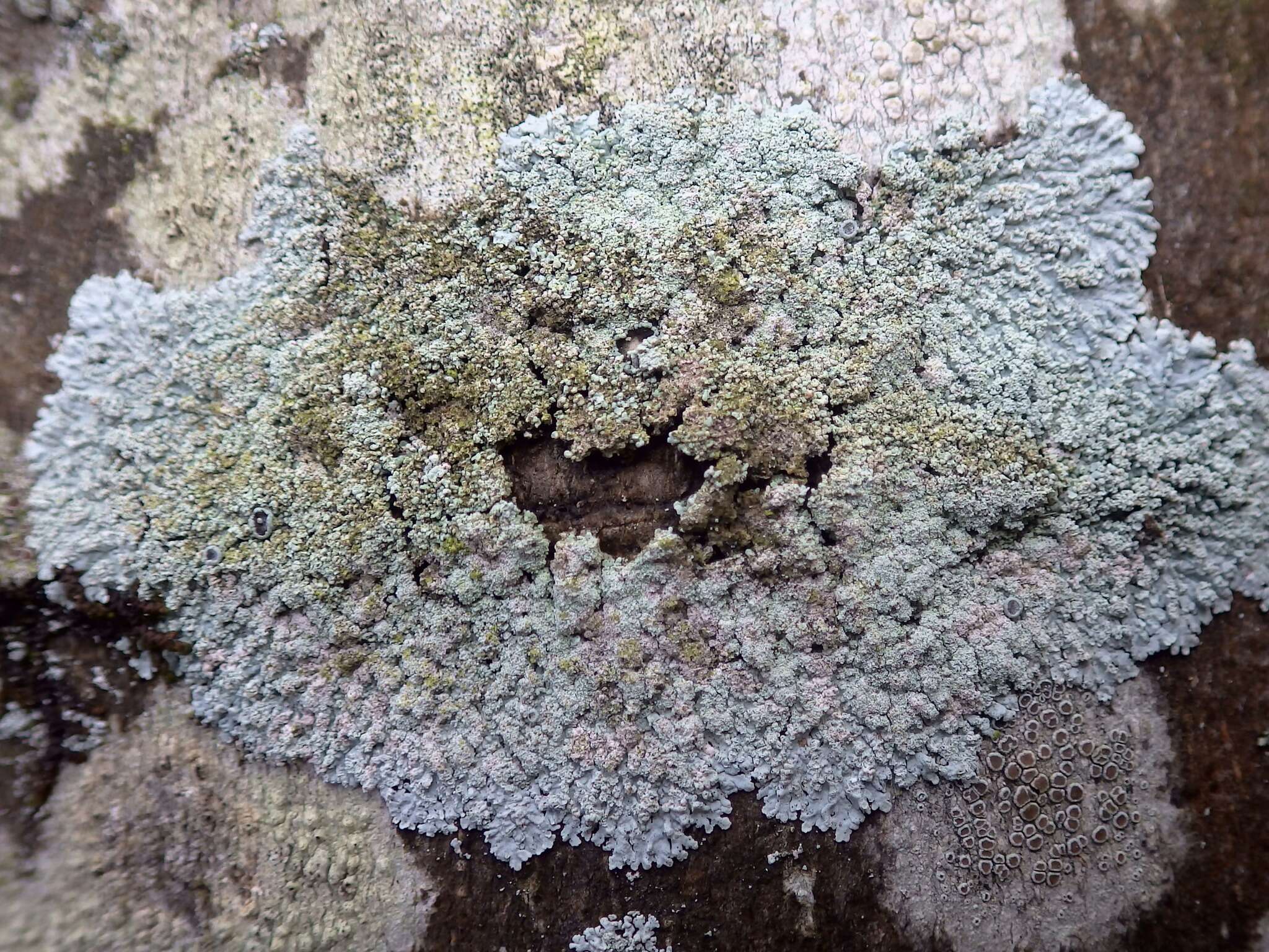 Image of Clemente's rosette lichen