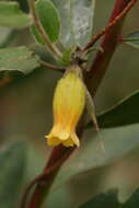 Image of Marianthus bignoniaceus F. Müll.