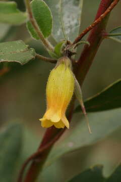 Image de Marianthus bignoniaceus F. Müll.