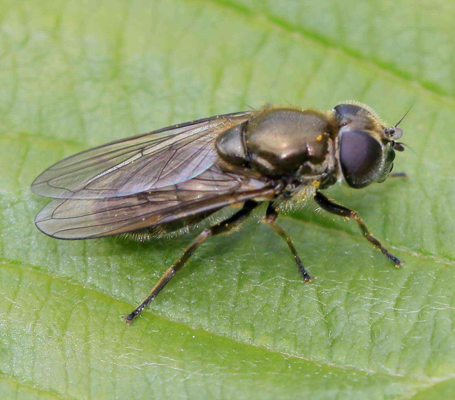 Image of Cheilosia proxima (Zetterstedt 1843)