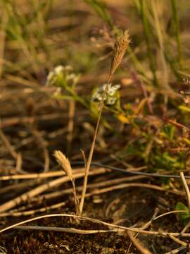 Image of Phleum arenarium L.