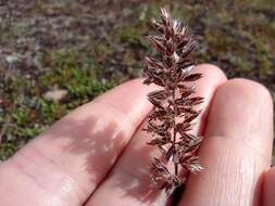 Image of Eurasian Junegrass