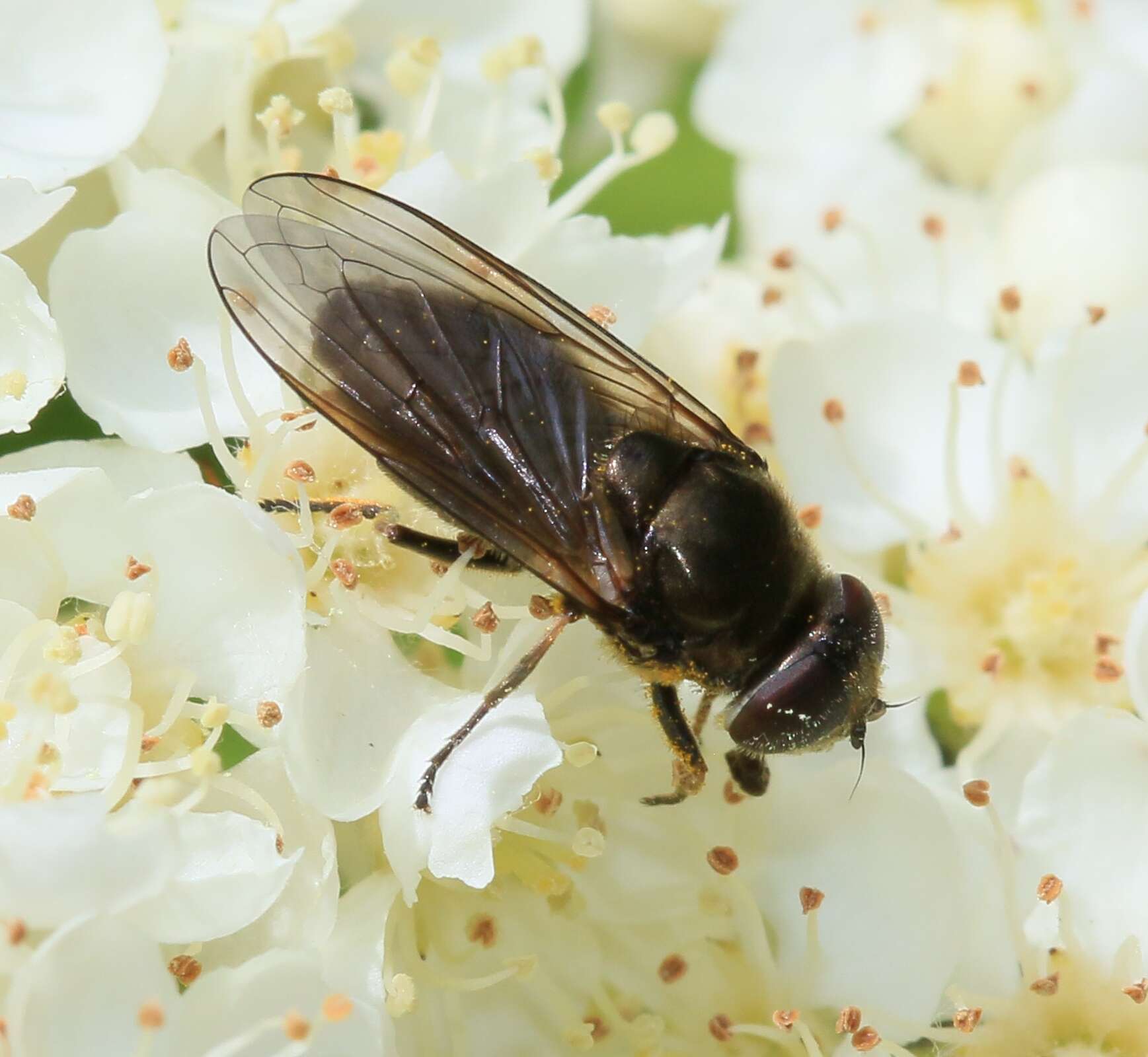 Image of Cheilosia proxima (Zetterstedt 1843)