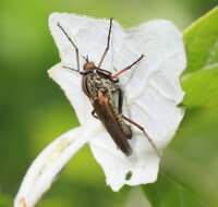 Image of Empis tessellata Fabricius 1794