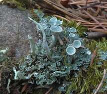 Image of Mealy Pixie-cup Lichen